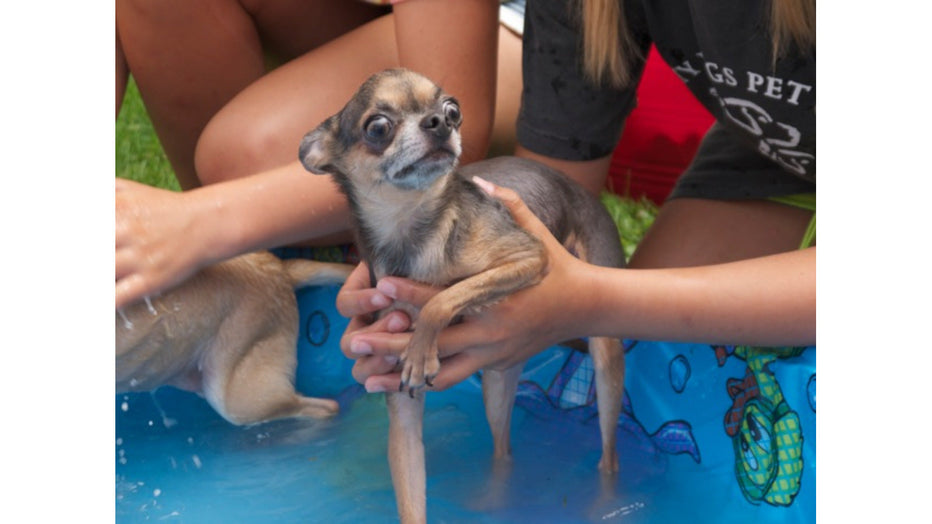 BOOTHBAY HARBOR MUTT SCRUB 2014 - by Auggie