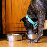 On Sale - Dog Feeding Supplies