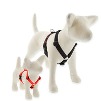 Roman Dog Harnesses