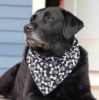 Collection of Dog Clothing/Dog Clothing Department