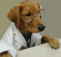 Collection of Dog Health Supplies/Dog Health Supplies Department