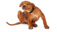 Collection of Dog Flea and Tick Management/Dog Flea and Tick Management Department