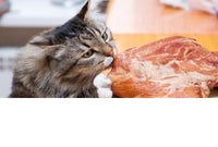 Collection of Cat Food/Cat Food Department