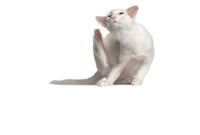 Collection of Cat Grooming Supplies/Cat Grooming Supplies Department
