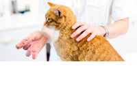 Collection of Cat Health Supplies/Cat Health Supplies Department