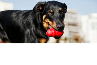 Collection of Chewable Dog Toys/Chewable Dog Toys Department