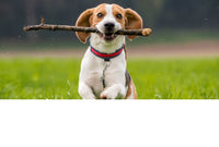Collection of Fetchable Dog Toys/Fetchable Dog Toys Department