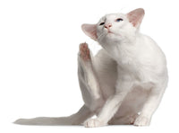 Cat Grooming Supplies