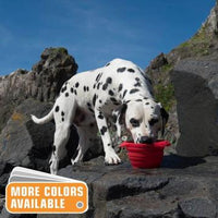 Collection of Dog Water Bowls/Dog Water Bowls Department