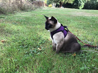 Cat Collars/Harnesses