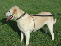 Weiss Walkie Corrective Leashes