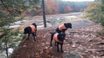 Blaze Orange Dog Visibility Vest Thumbnail