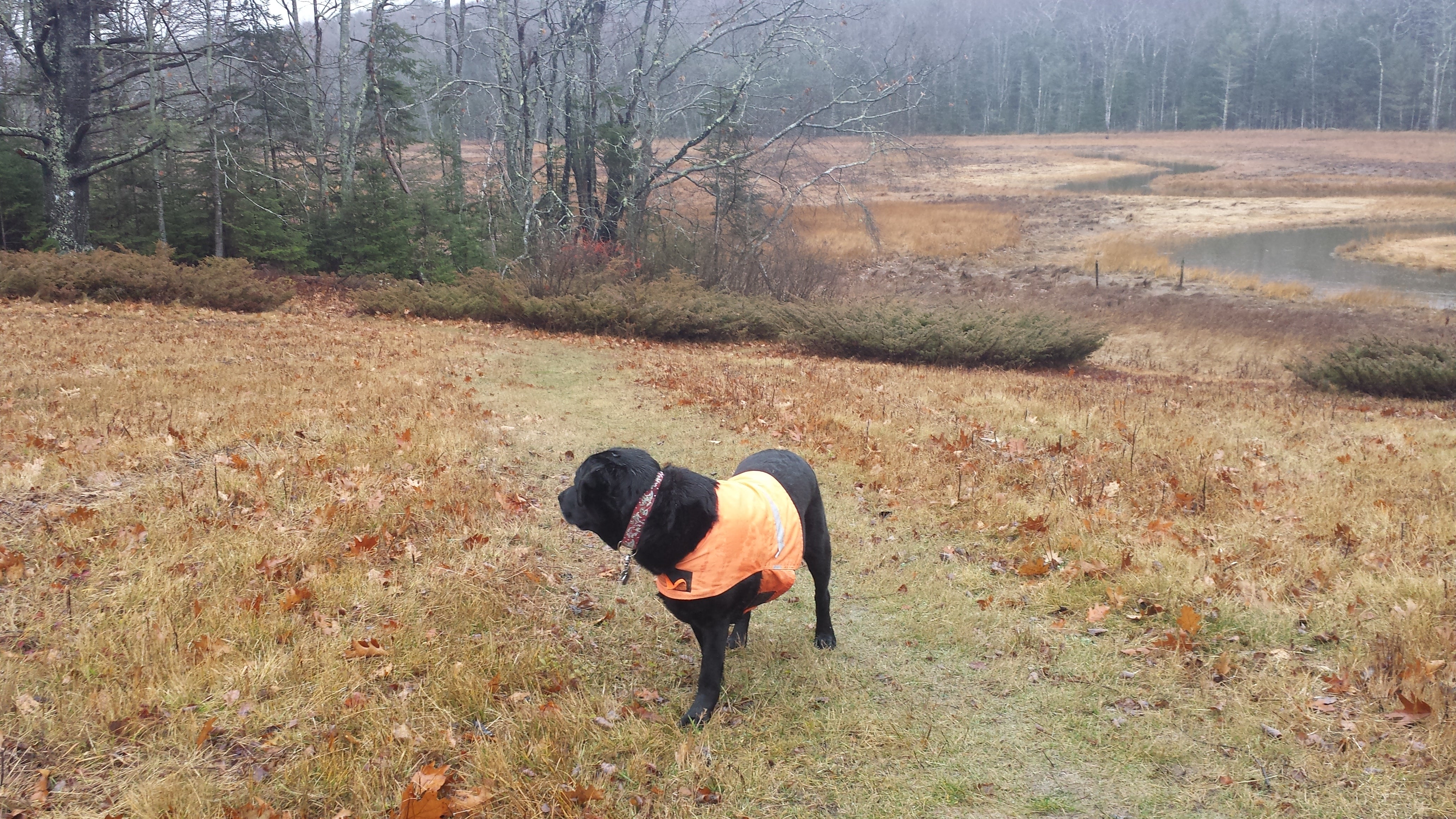 Blaze Orange Dog Visibility Vest