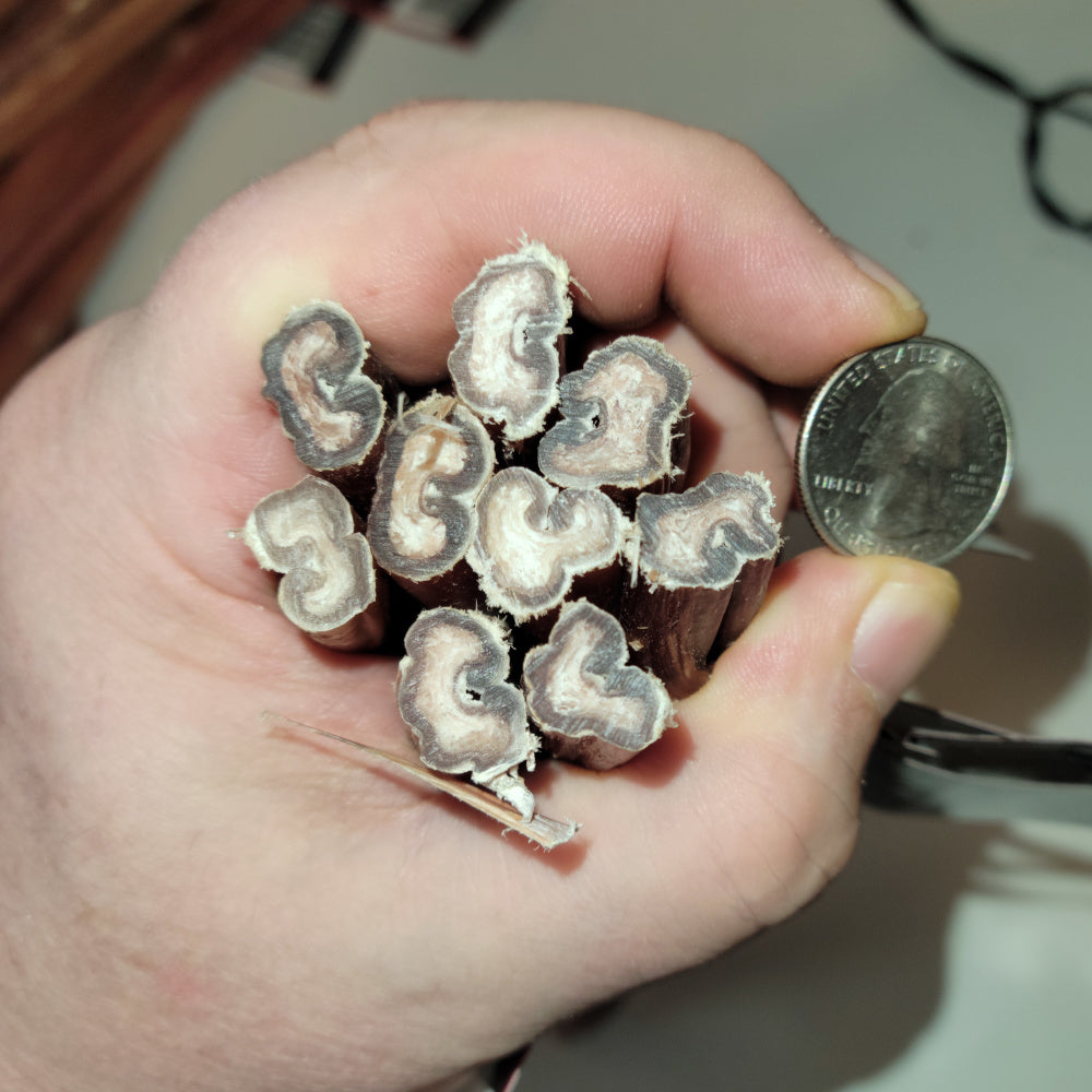 Cross-section view of odorless bully sticks showing dense natural beef texture, held in hand with quarter for size comparison.