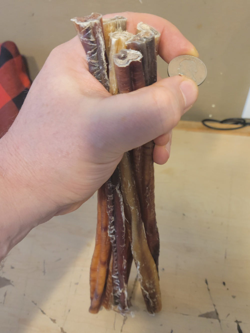 Bundle of 12-inch odorless bully sticks held in hand with quarter for size reference. 