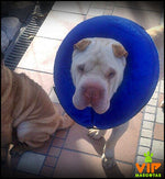 Inflatable Dog Injury Collar Thumbnail