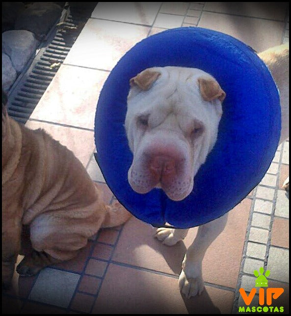 Inflatable Dog Injury Collar
