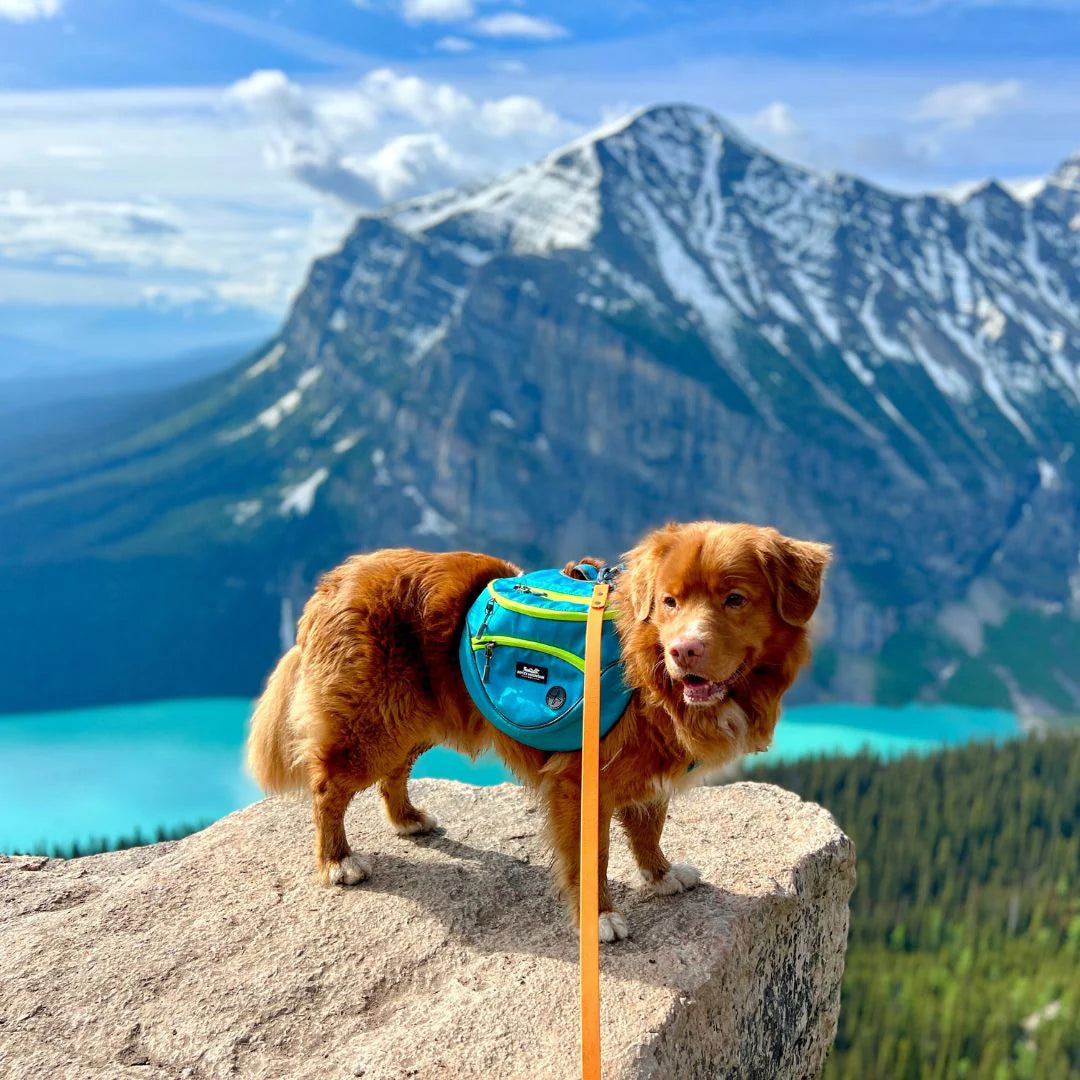 Dog Backpack – Blue / Green