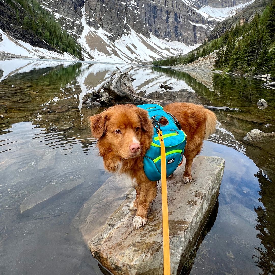 Dog Backpack – Blue / Green