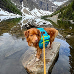 Dog Backpack – Blue / Green Thumbnail