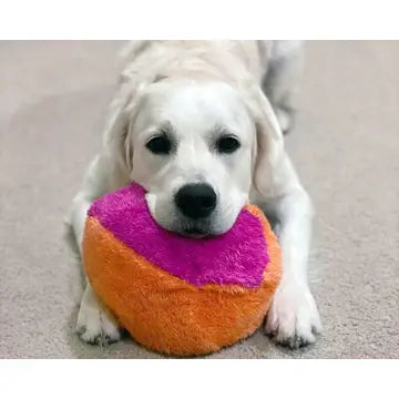 White dog playing with a colorful ball on a carpeted floor