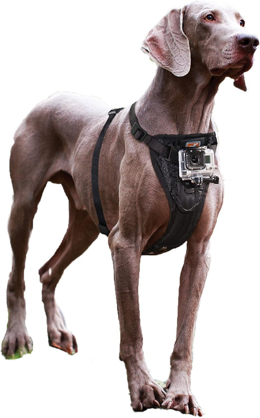 Camera Mount Dog Harness