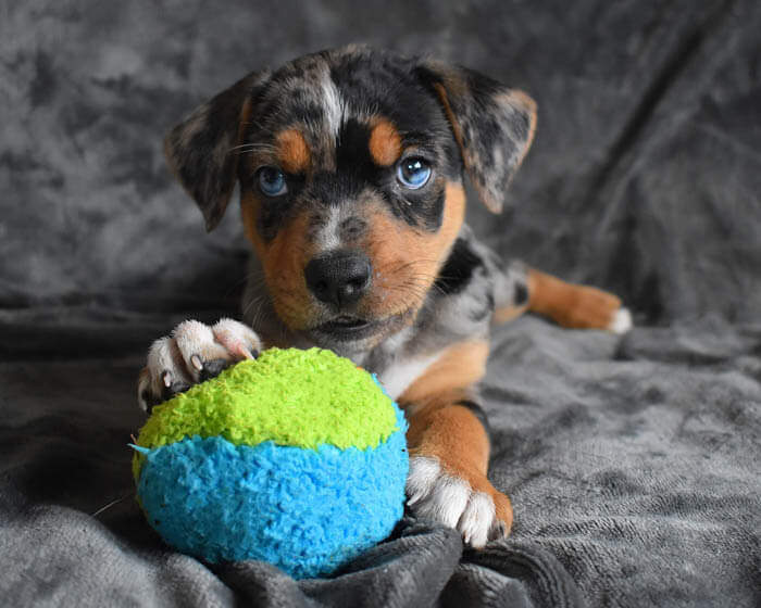 Puppy with a blue and green ball on a gray blanket. 