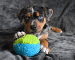 Puppy with a blue and green ball on a gray blanket.  Thumbnail