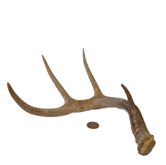 Whole Deer Antler – ea