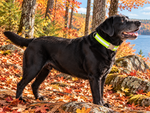 Handmade in USA - Lime Green Reflective Dog Collar - Metal Buckle - 4 Sizes Thumbnail