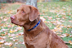 1.25” Ribbon Dog Collar – Crab,  Blue on Navy Blue Thumbnail
