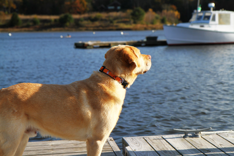 1.25” Ribbon Dog Collar – Guard Dog