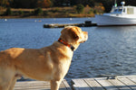 1.25” Ribbon Dog Collar – Guard Dog Thumbnail