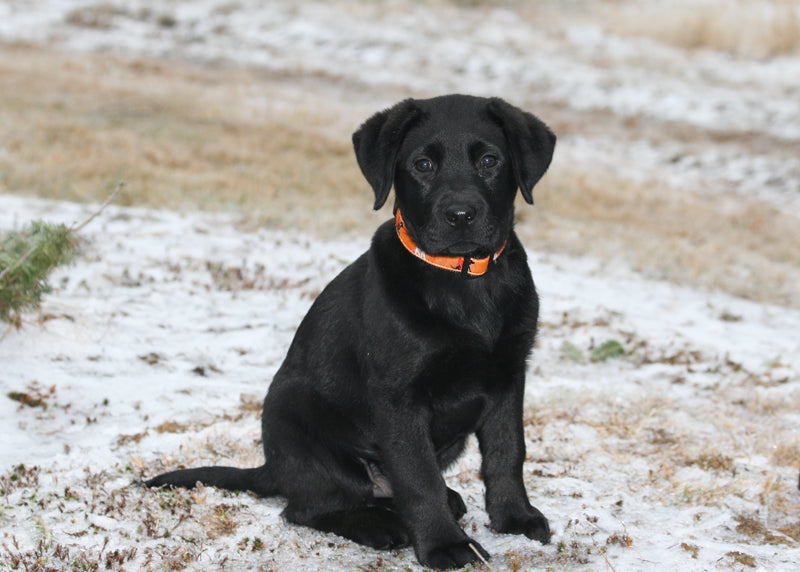 1” Ribbon Dog Collar – Guard Dog