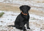 1” Ribbon Dog Collar – Guard Dog Thumbnail