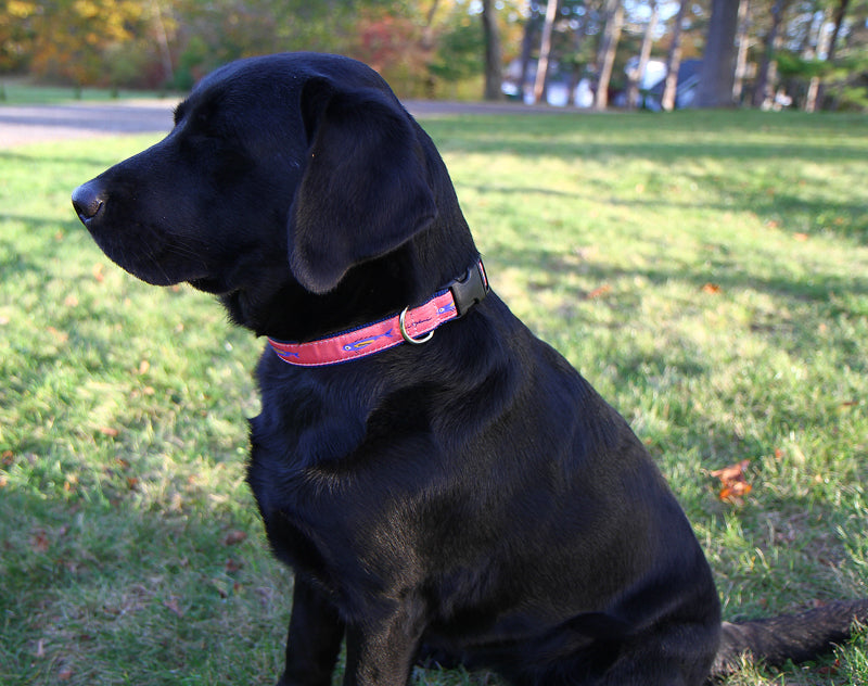1” Ribbon Dog Collar – Hopkins Fish,  Pink