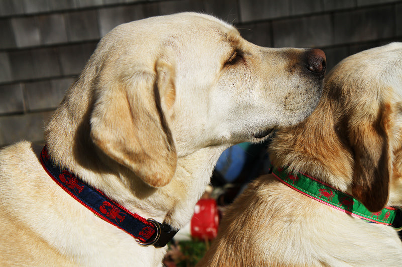 1” Ribbon Dog Collar – Lobster,  Red on Navy Blue