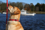 1” Ribbon Dog Collar – One Design,  Blue on Red Thumbnail