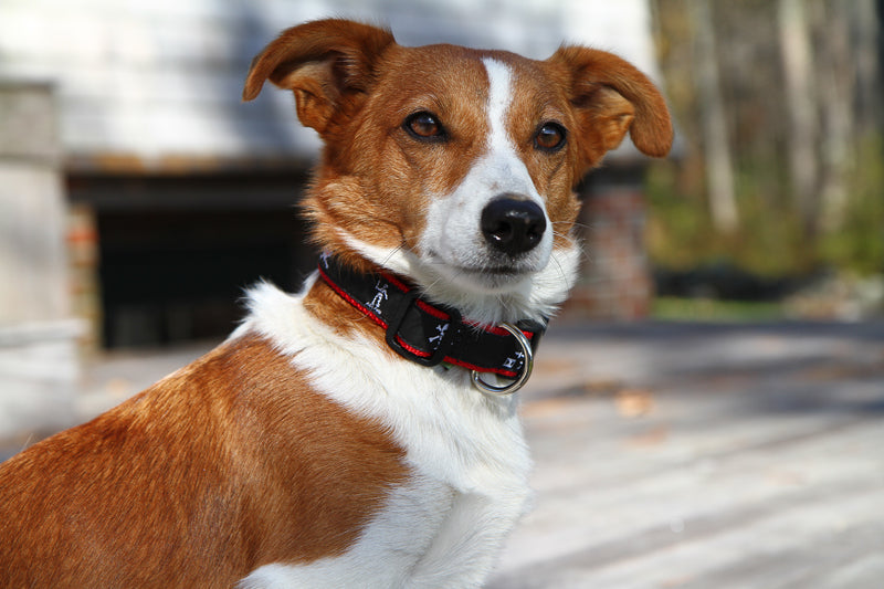 1” Ribbon Dog Collar – Pirate,  Black