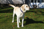 1” Ribbon Dog Collar – Rogue Fish,  Blue Thumbnail