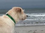 1” Ribbon Dog Collar – Rogue Fish,  Lime Thumbnail