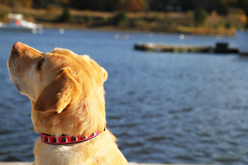 1.25” Ribbon Dog Collar – Three Labs,  Pink