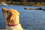 1.25” Ribbon Dog Collar – Three Labs,  Pink Thumbnail