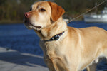 1.25” Ribbon Dog Collar – Who Wants Treats? Thumbnail