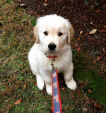 1” x 6ft Ribbon Dog Leash – Historic American Flags Thumbnail