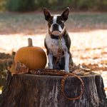 1” x 6ft Ribbon Dog Leash – Candy Corn Thumbnail