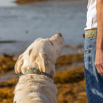 1.25” Ribbon Dog Collar -  Puffins Thumbnail