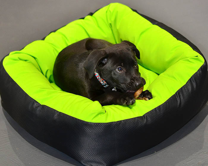 Waterproof Barrier Nestle Dog Bed - Black - Large