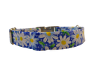 1” Ribbon Dog Collar – Daisy, Blue Thumbnail