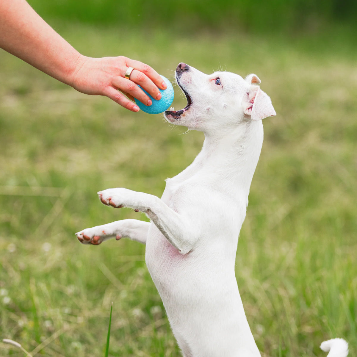 Dog Fetch Toy - Boundr 2-pack